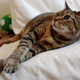 Illustration for article titled I Played Music for a Cat. Heres How the Cat Reacted.